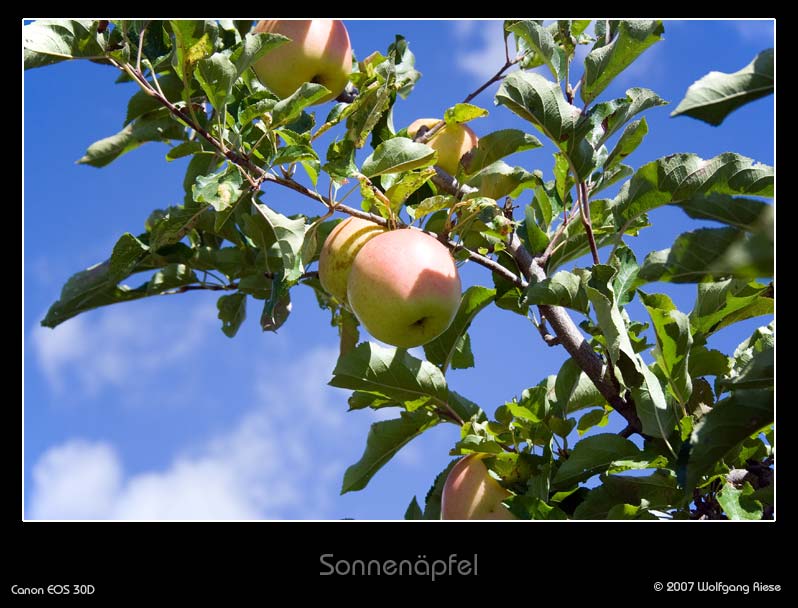 Sonnenpfel