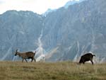 Bergziegen