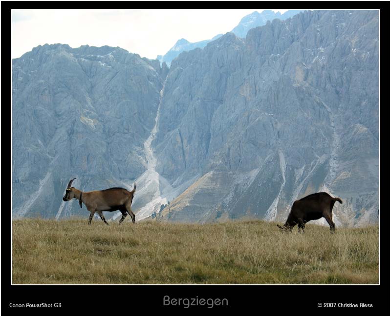 Bergziegen