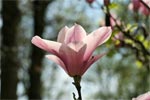 Magnolienblte