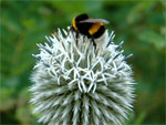 Hummel bei der Arbeit