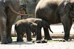 Elefantenkinder