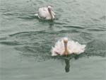 Pelikane auf dem Manavgat